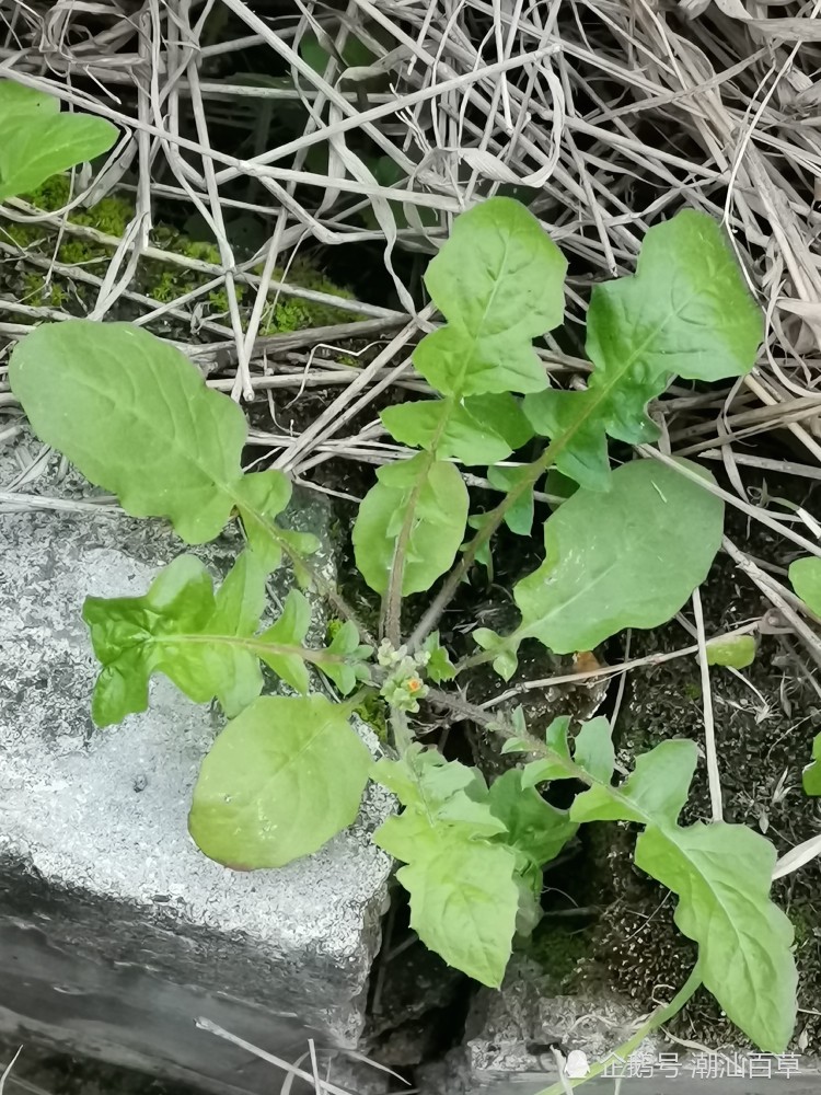 潮汕人唤作菜头草是菊科黄鹌菜常被误认是蒲公英你见过吗