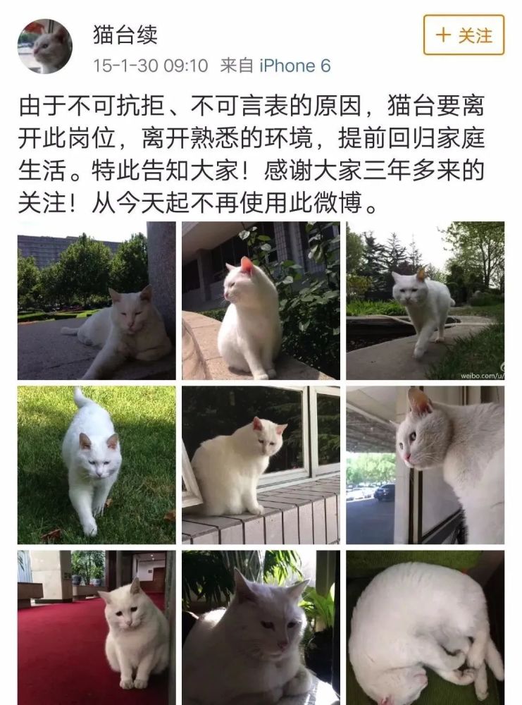 喵呜 央视直播间溜进一只猫 腾讯新闻