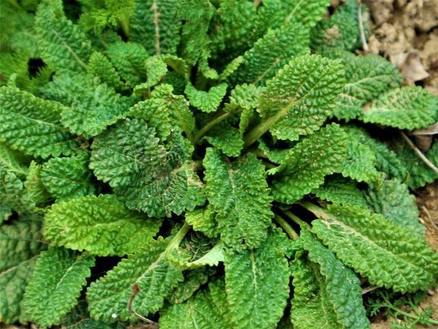 癞蛤蟆草是一年生或二年生草本植物,其主根肥厚,向下直伸,还有许多