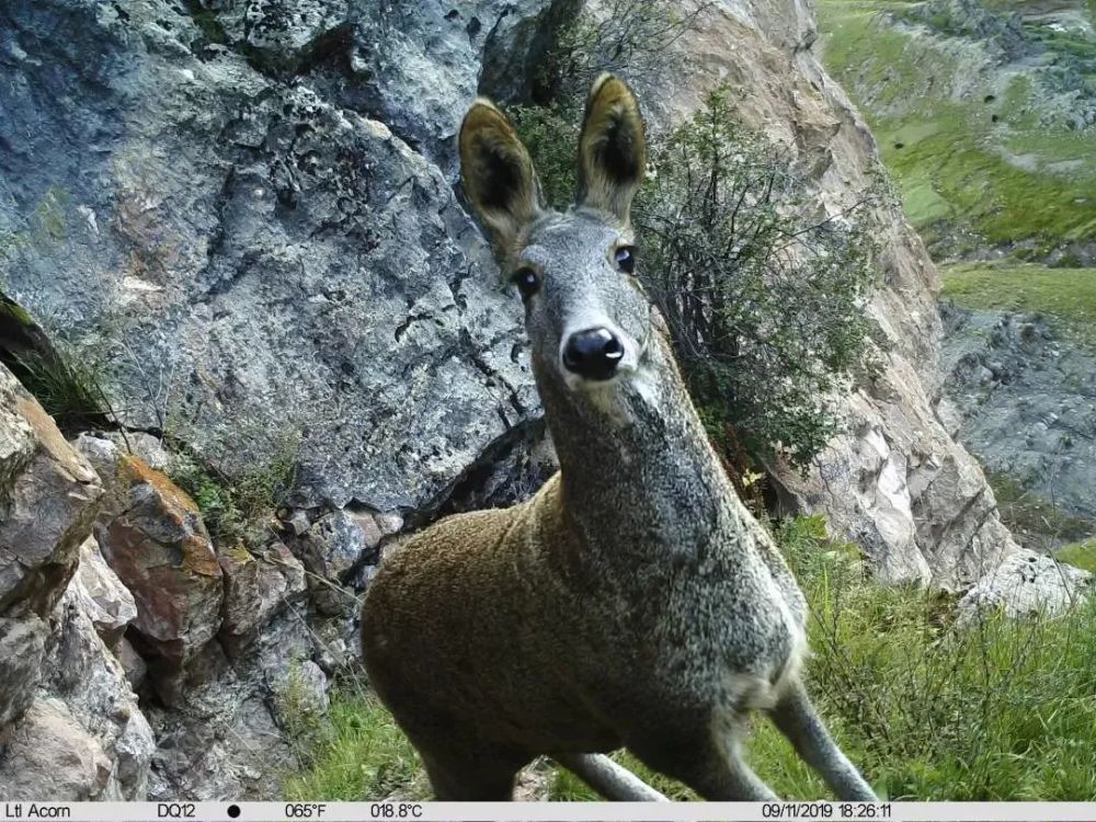 比如麝类,虽然我国自1958年就开始驯养繁殖 林麝(moschus berezovskii