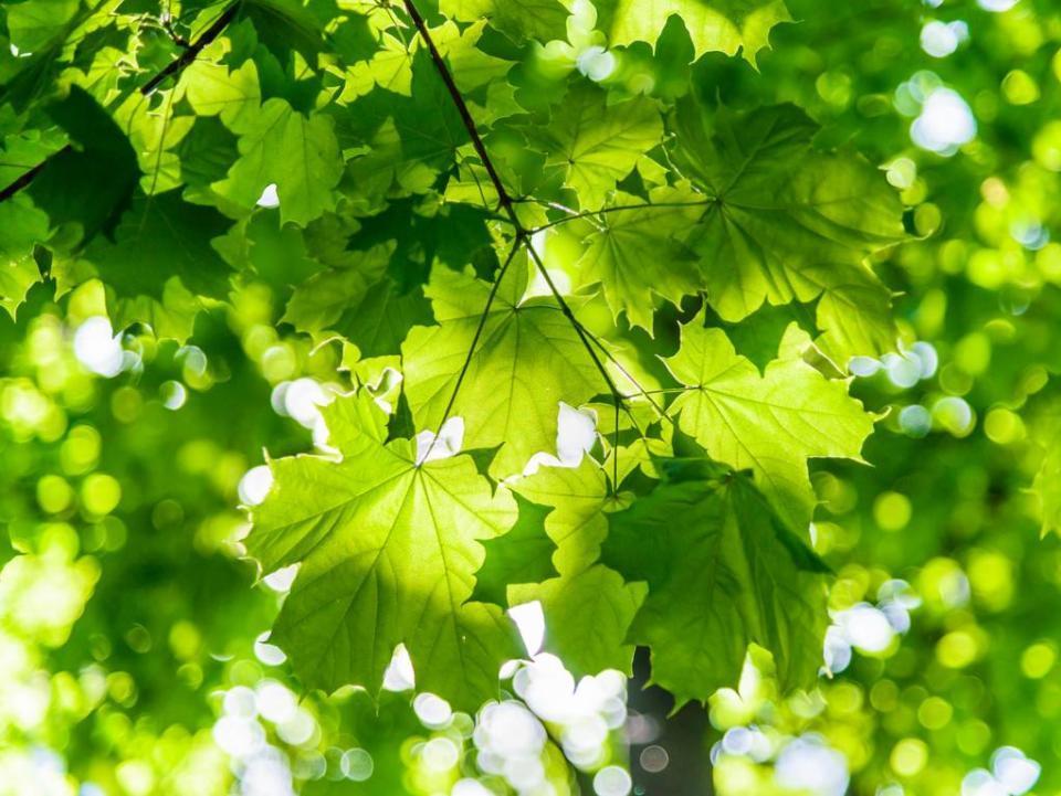 别忘了早春的那一抹新绿,拍好了更养眼!