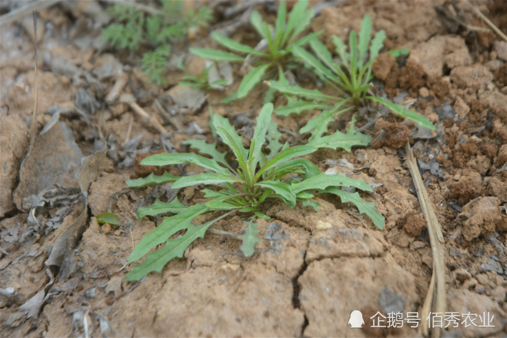 农村有种假荠菜采挖时需擦亮眼睛否则会苦不堪言