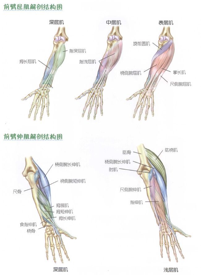 麒麟臂训练怎能少了小臂训练