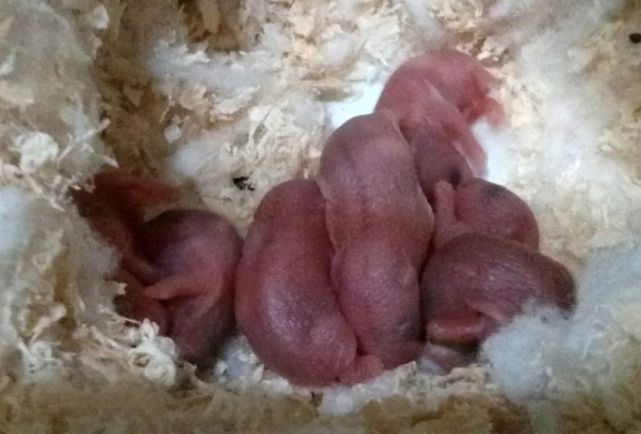 仓鼠出生每天变化图图片