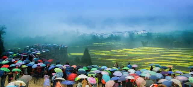 绩溪家朋第一波油菜花观赏指数发布!