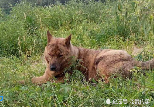 国境内4种原生犬野性攻击力不亚于藏獒至今隐于崇山峻岭之中