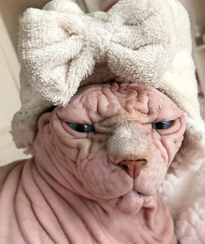 瑞士奇丑斯芬克斯猫走红网络蓝眼睛爱皱眉长相搞怪像冷漠老头
