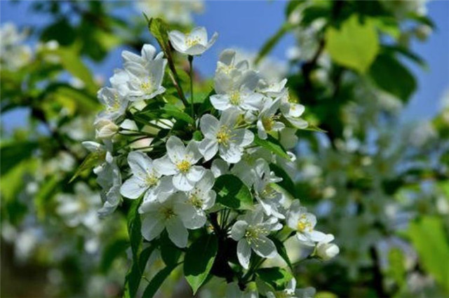 二十四番花信风野花开到白棠梨可以吃的哦