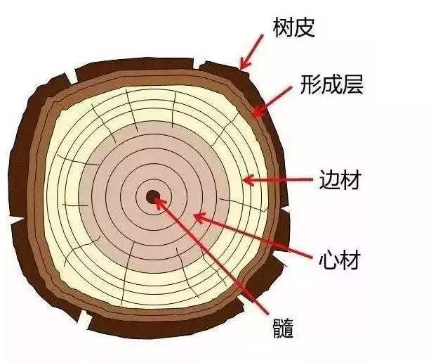 新栽种的小树苗,下雨天也需要浇水吗,为什么有些老树空心了还能活?