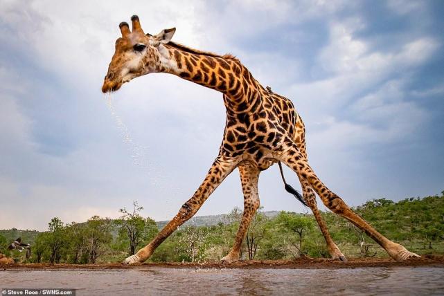 非洲5米长颈鹿劈叉喝水低头不易一天一次网友大长腿太诱人