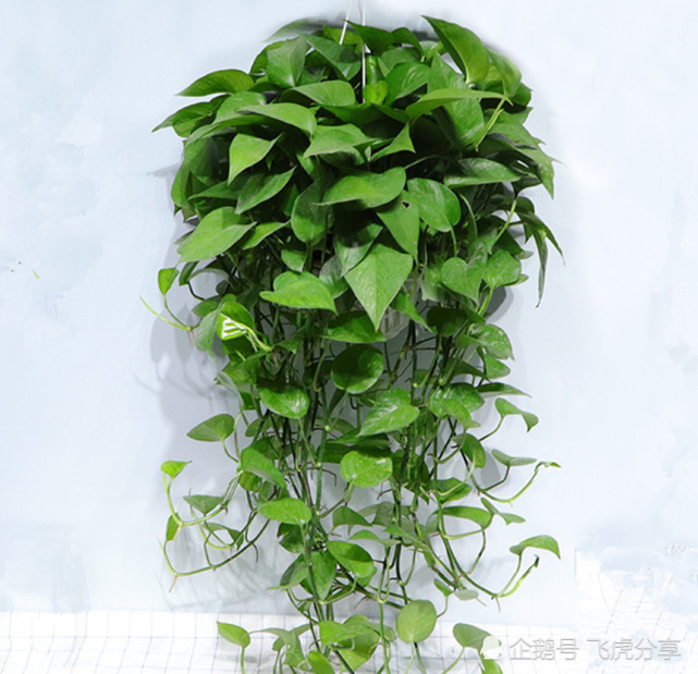 好养又有益于身体健康的十大盆栽 室内养花新选择 养花 绿植 绿萝 虎皮兰 盆栽植物