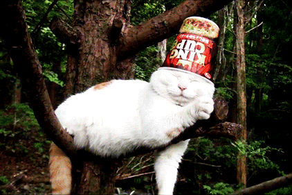 初代网红猫叔走了