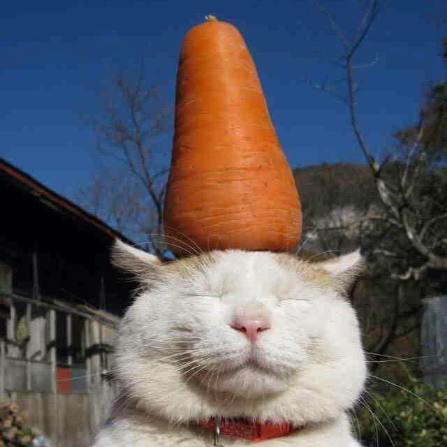 初代网红"猫叔"走了