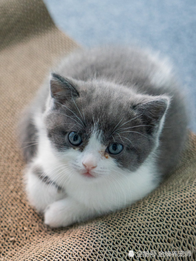 中国第一只克隆猫的背后有这样的感人故事|大蒜|barbra streisand|黄