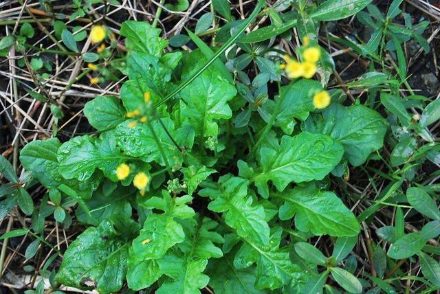 人称野芥菜,农民却当害草拔除,不知一斤卖10元,看到要珍惜