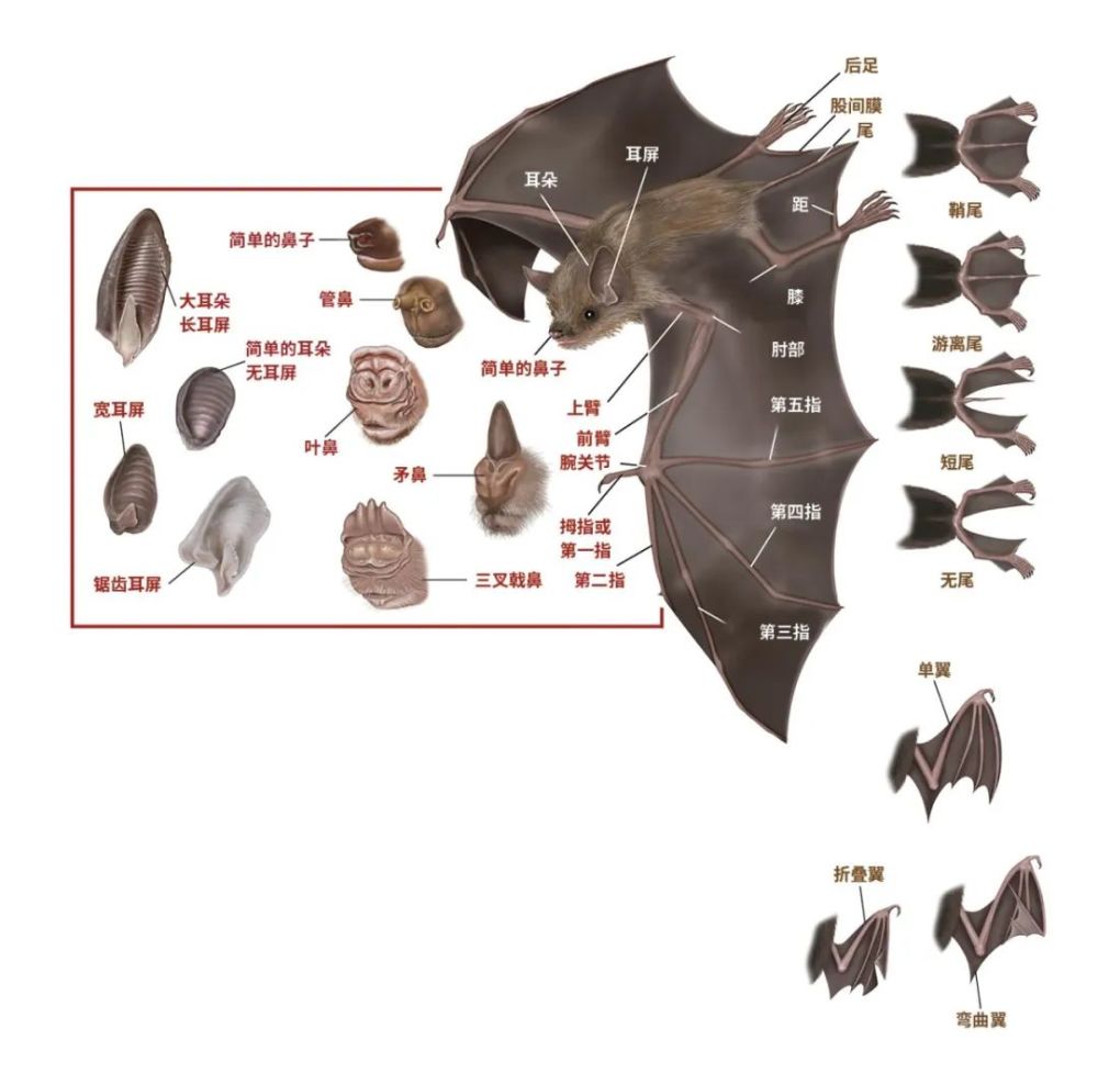 蝙蝠之"祸",你真的了解蝙蝠吗?_腾讯新闻