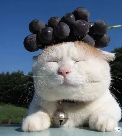 的照片被很多人拿来做头像,我们一起来看看猫叔"头顶万物"的样子吧!