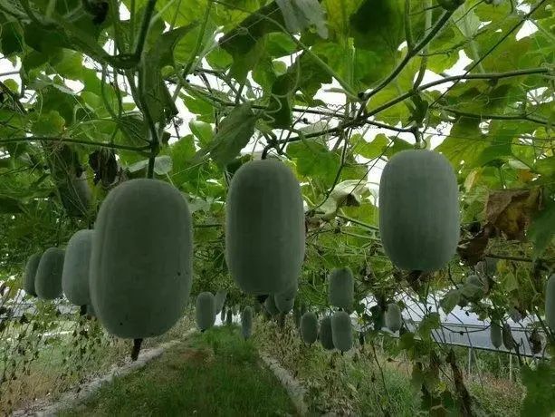 茉莉实心小冬瓜早熟耐热小冬瓜品种 腾讯新闻