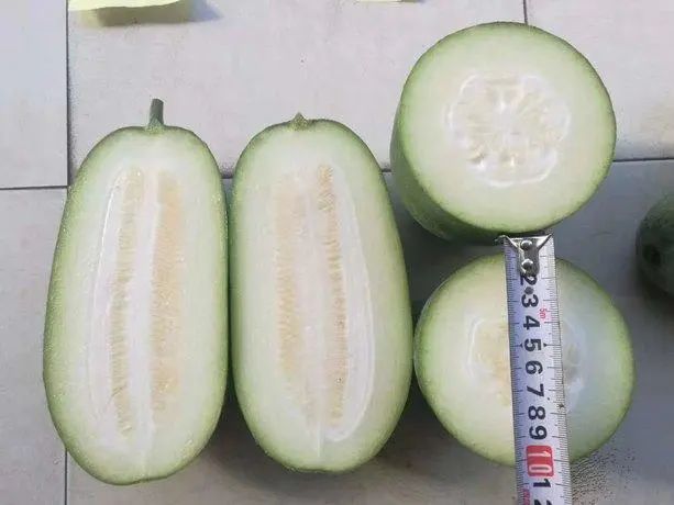 茉莉实心小冬瓜早熟耐热小冬瓜品种 腾讯新闻