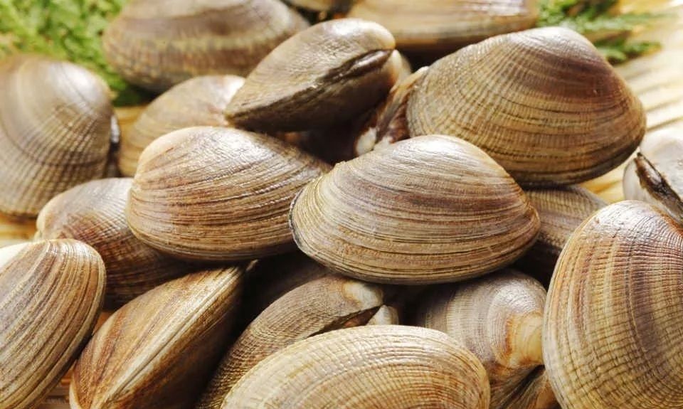 经过多番观察,研究人员已初步掌握明蛤的外部特征,但有一个问题令研究