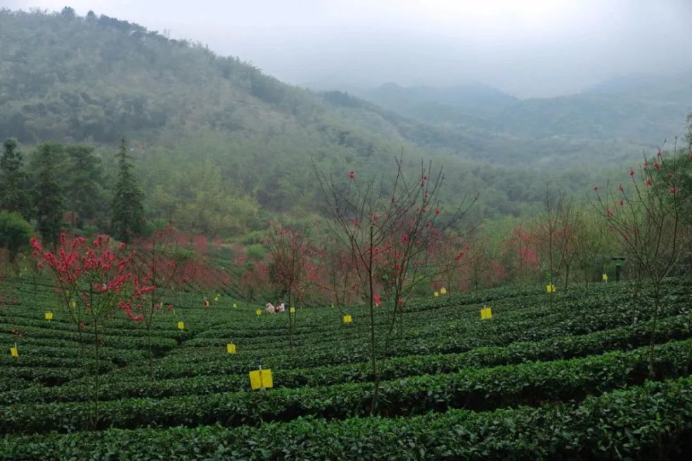 桃花谷位於英德石灰鋪沙崗山上,都被【茶趣園桃花谷】刷屏了最近的