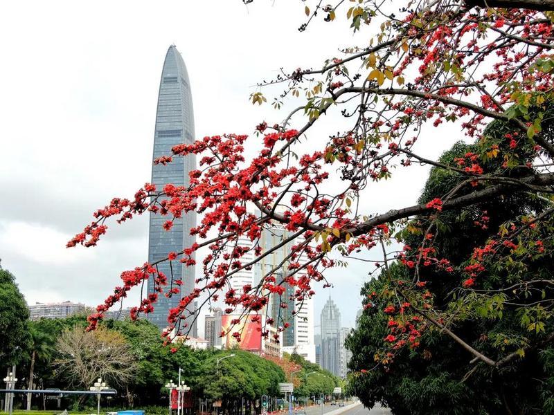 春天来了!深圳街头的木棉花,无忧花开了!_腾讯新闻