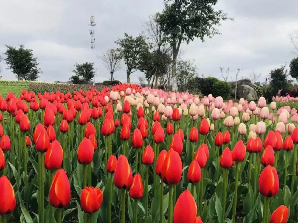 門票免費送南充錦繡田園春季花海節3月18日開園啦