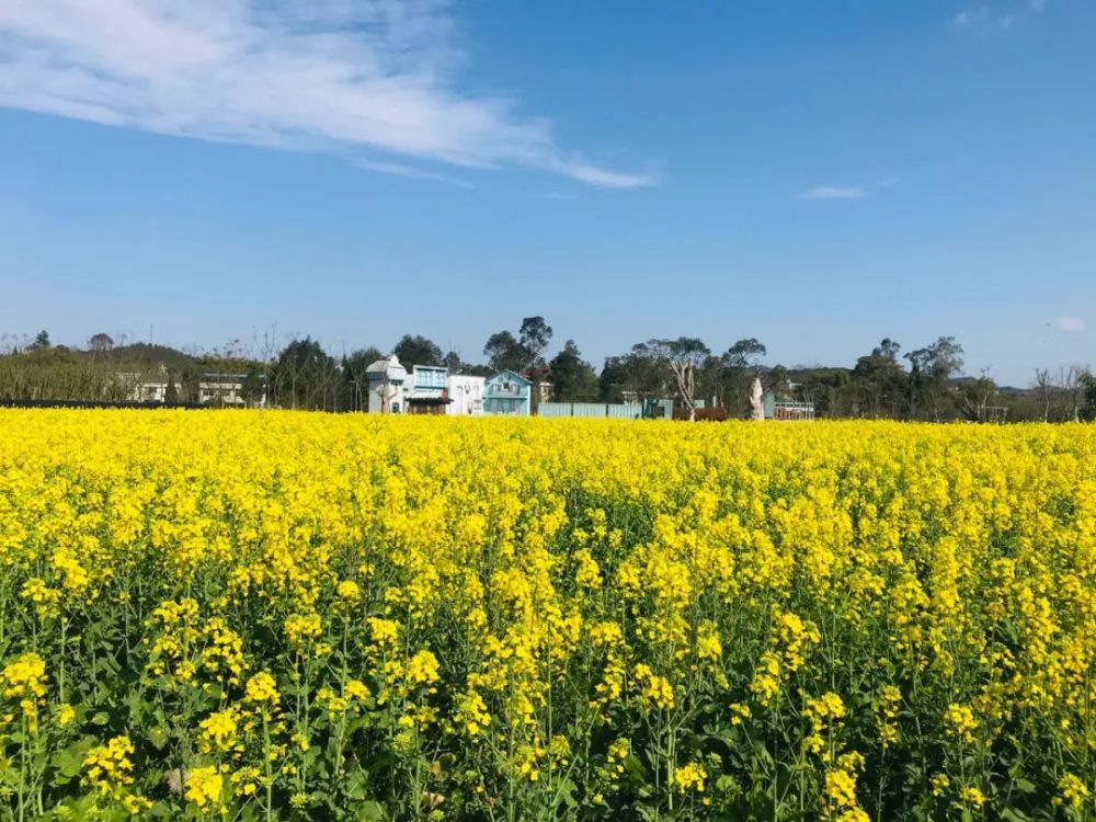 門票免費送南充錦繡田園春季花海節3月18日開園啦