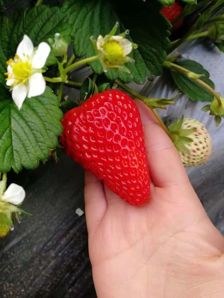 春季草莓管理注意啥 掌握这几点 一亩多收 赚的多 腾讯新闻