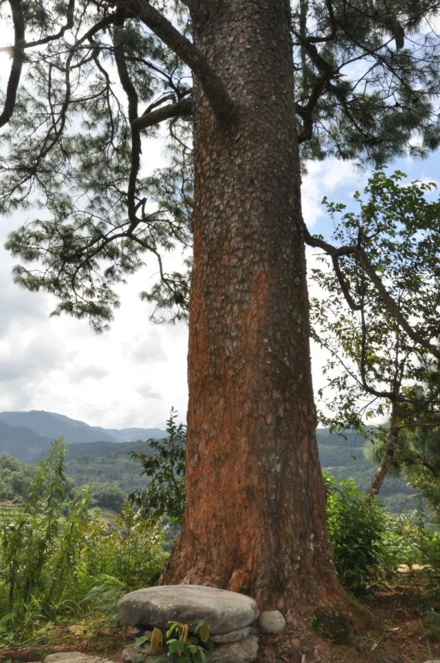 高36米200岁的思茅松你可见过
