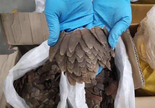 南宁海关查获走私穿山甲鳞片820千克