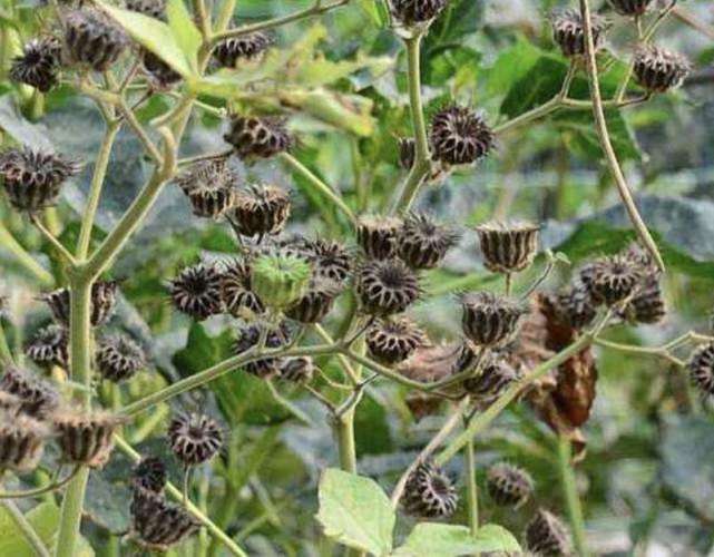 以前摘果子吃农民当它害草却是治耳鸣良药如今有人大量种植