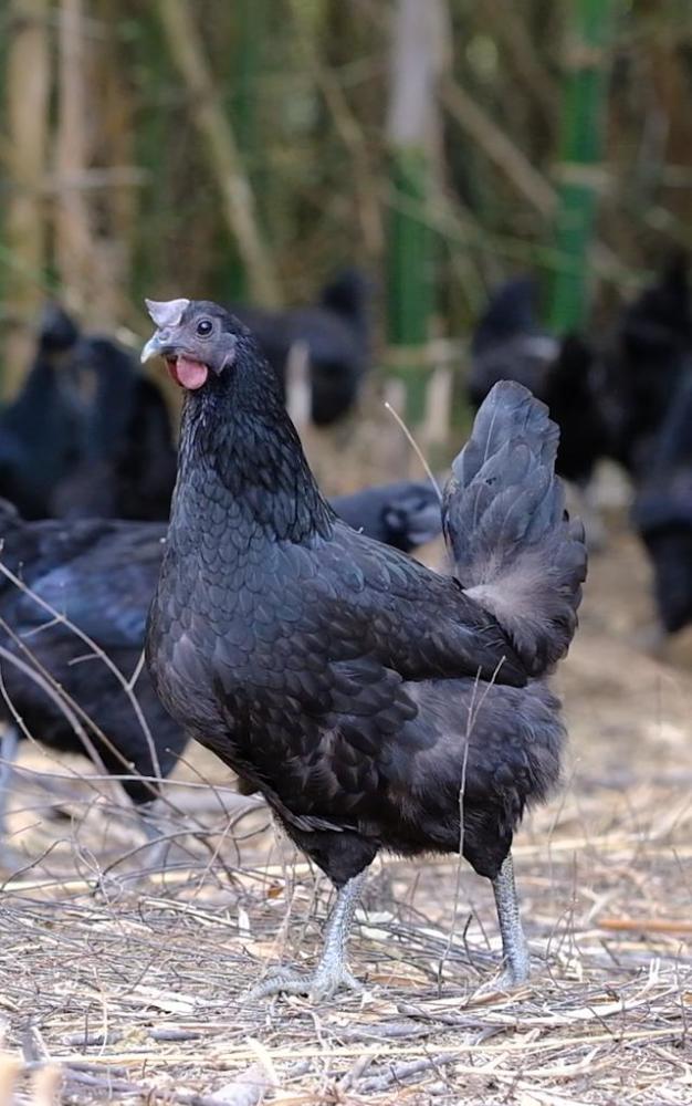 全身皮毛都是黑色的长得像鸟一样的鸡一年能卖8000多只