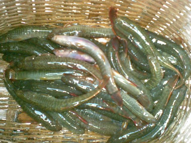 只有涨水时才能钓得到,味道美味还很漂亮,这种泥鳅你见过么