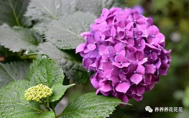 手把手教你盆栽绣球花 做好这几点 花团锦簇 枝头满是花 腾讯新闻