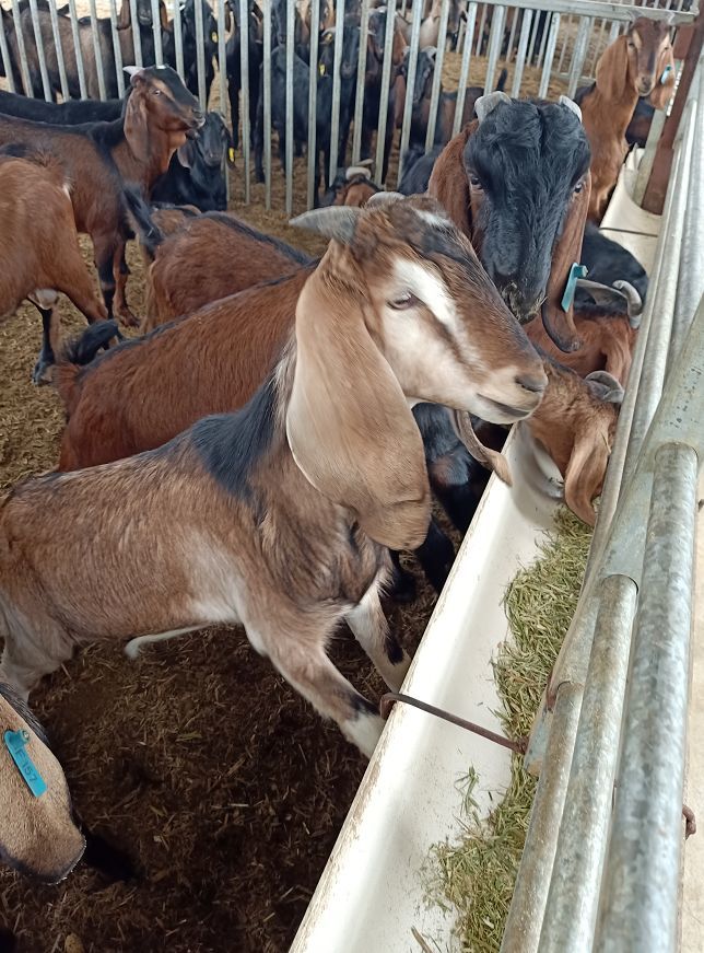 努比亚山羊助推村民致富