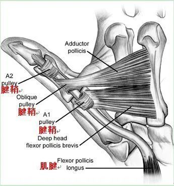 腱索是什么图片