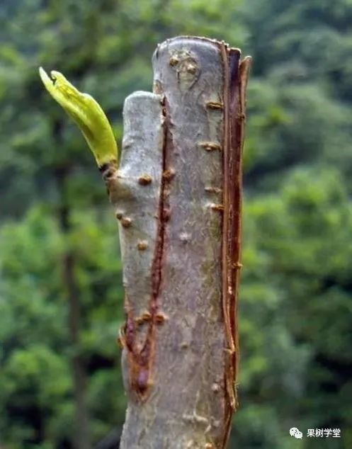 而且春季嫁接效果(適合採用芽接法或劈接法)要比秋季嫁接(適合採喲