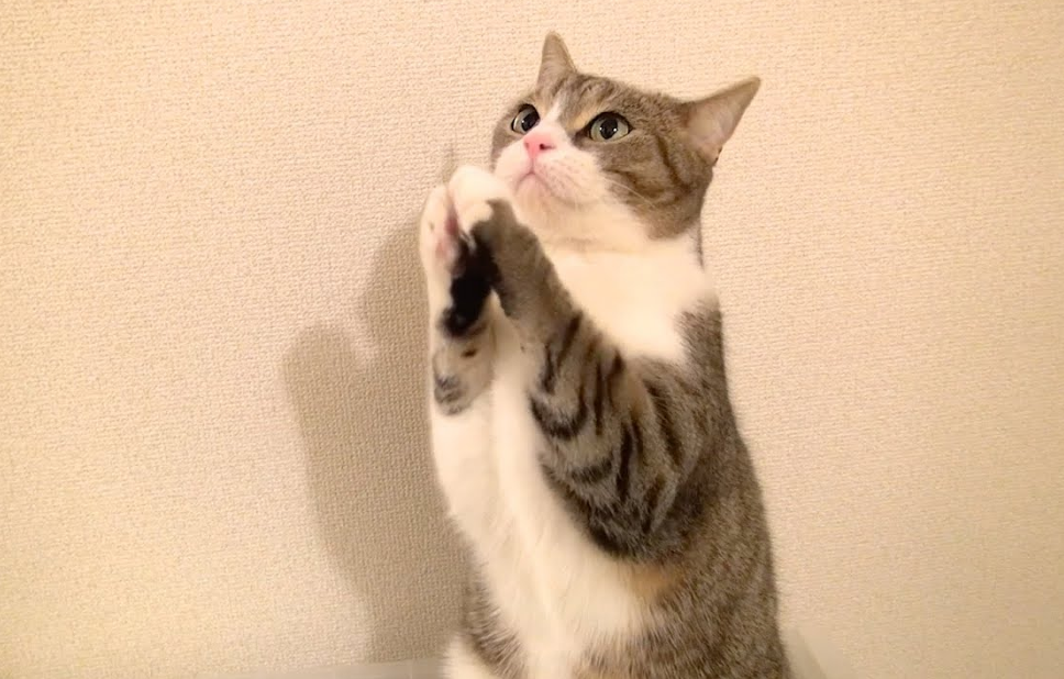 猫咪为何有时会对你祈祷大概原因有3个真相仍然是个谜