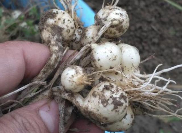 野蒜又叫小根蒜,它长得像独头的大蒜,但比大蒜小,气味又有点像葱,经过