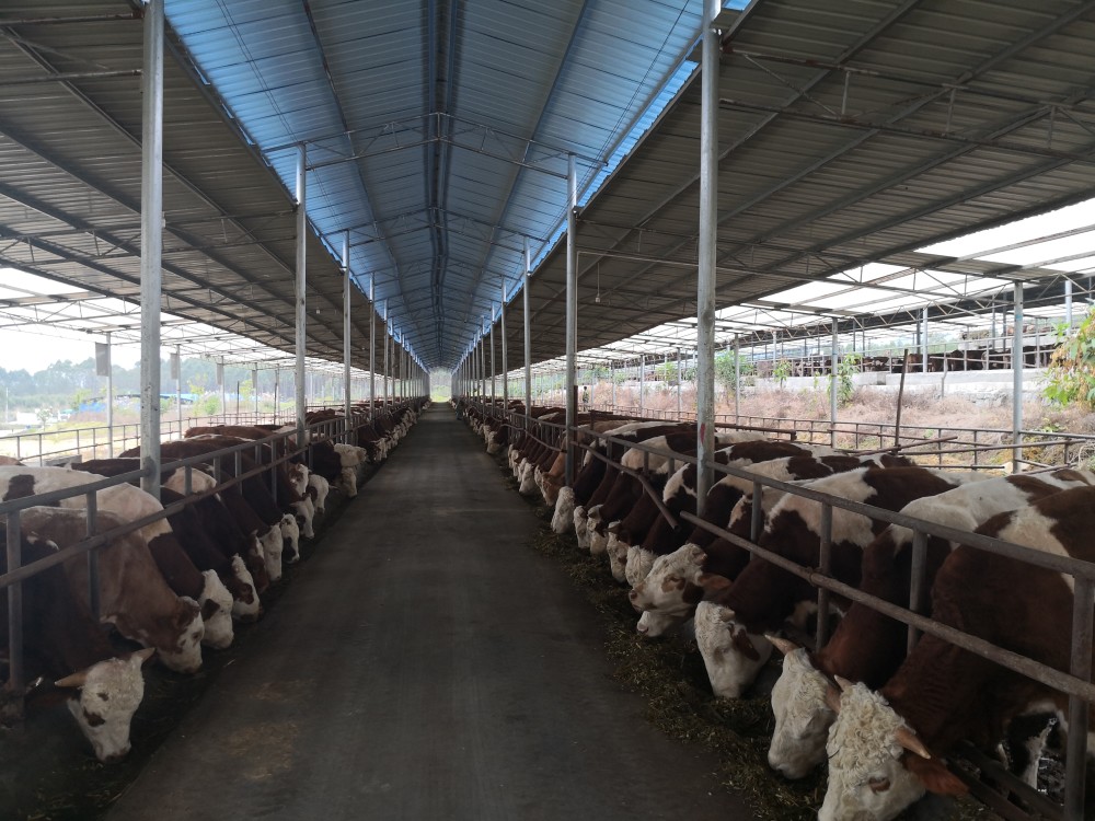 如何规范育肥牛的饲养技术,提高育肥效果?