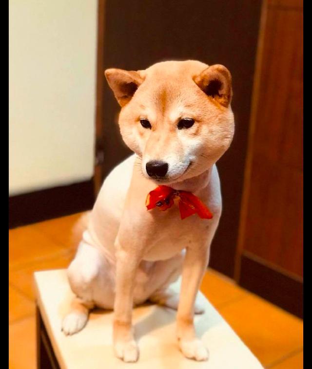 柴犬剪完发回家后,就开始照镜子看,一脸生无可恋表情:我想静静