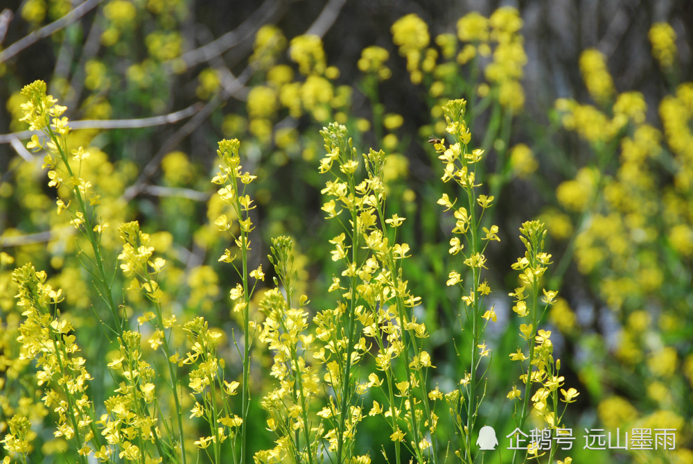 春天里,与惊艳的菜花相遇,还能采摘新鲜生态的蔬菜,甚好