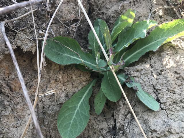 这野草村民称它牛奶菜长在田间地头做菜吃还能清热解毒