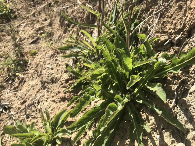 这野草村民称它牛奶菜长在田间地头做菜吃还能清热解毒