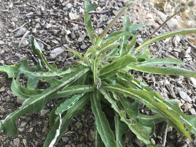 这野草村民称它牛奶菜长在田间地头做菜吃还能清热解毒