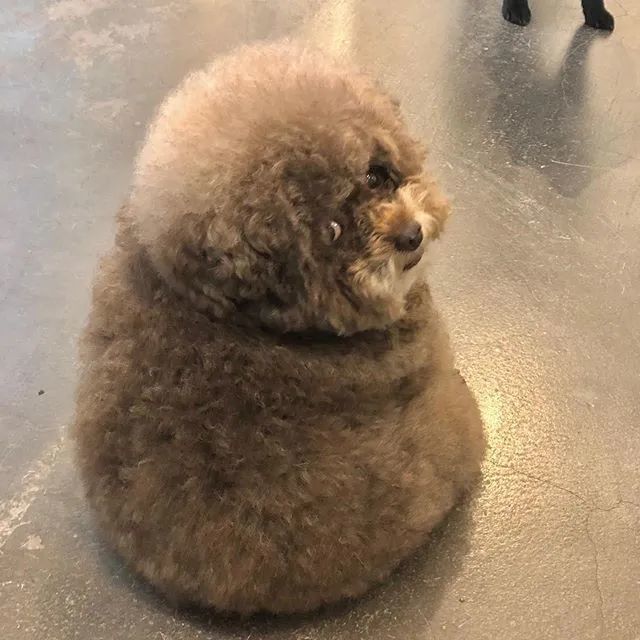 小贵宾靠背影狂吸18万死忠粉,网友瞬间被萌翻:这不就是泰迪熊本熊嘛!