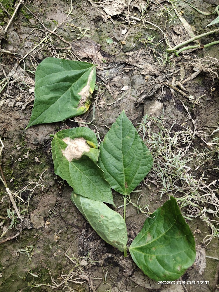 阴雨潮湿豇豆菌核病发作及时喷洒茎基部防治