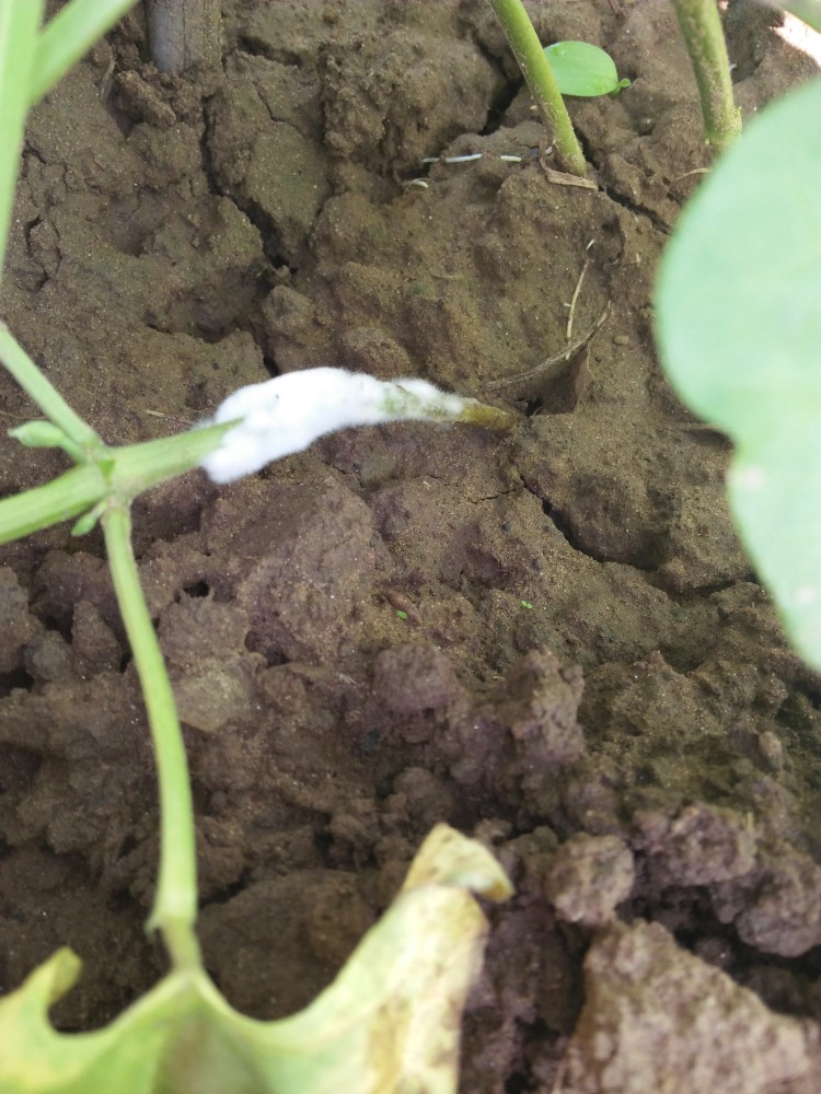 阴雨潮湿豇豆菌核病发作及时喷洒茎基部防治