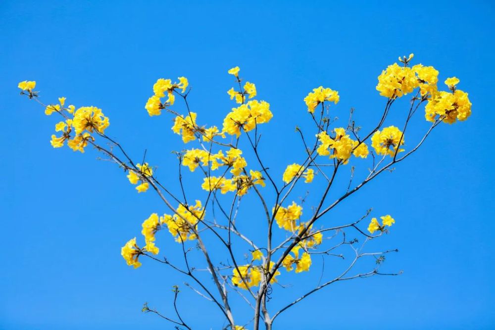 黄花风铃木诗句(黄花风铃木花语唯美句子)